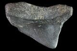 Juvenile Megalodon Tooth - Georgia #83670-1
